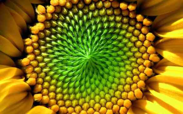 -sunflower-seeds-sunflower-seeds-22079349-1920-1200